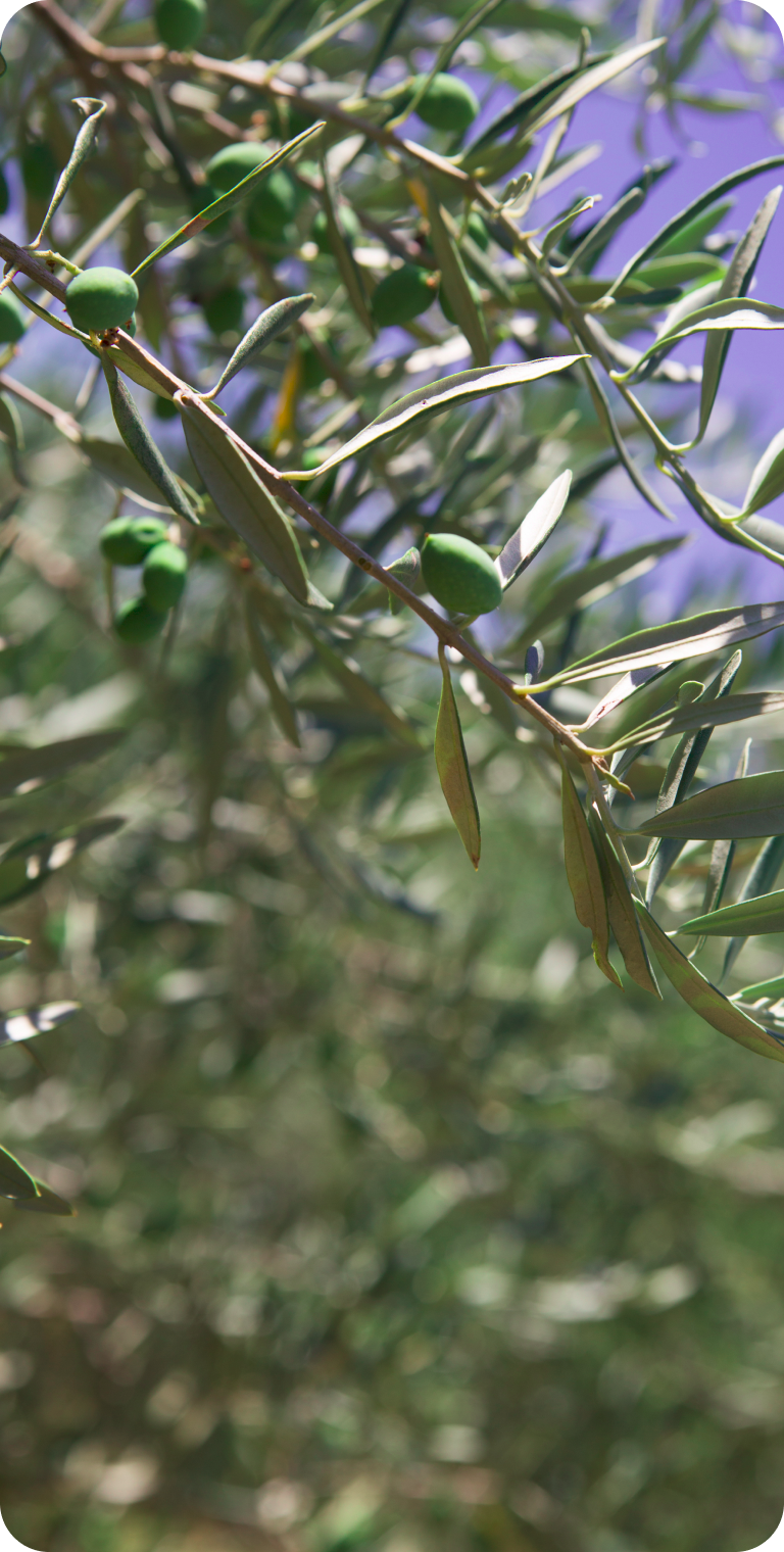 Imagem de apresentação para Quem Somos Diza