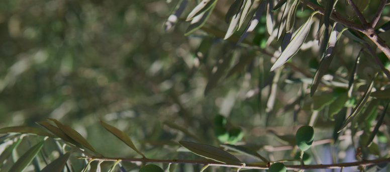 Banner da Hero Section